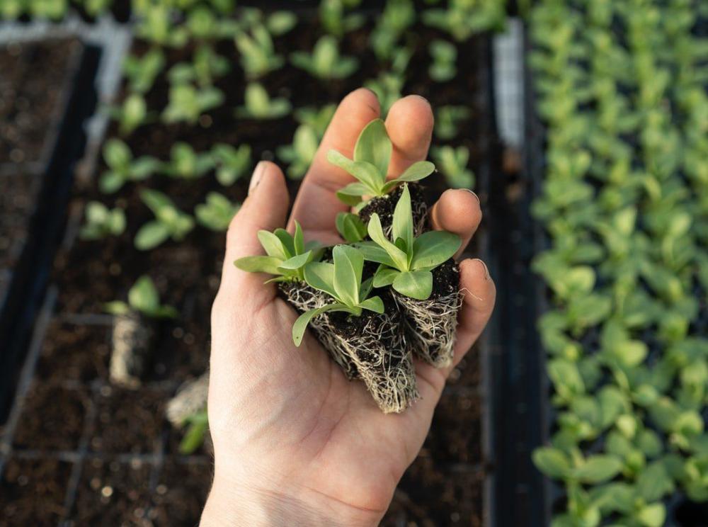 producteur horticole