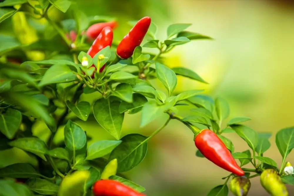 piment rouge