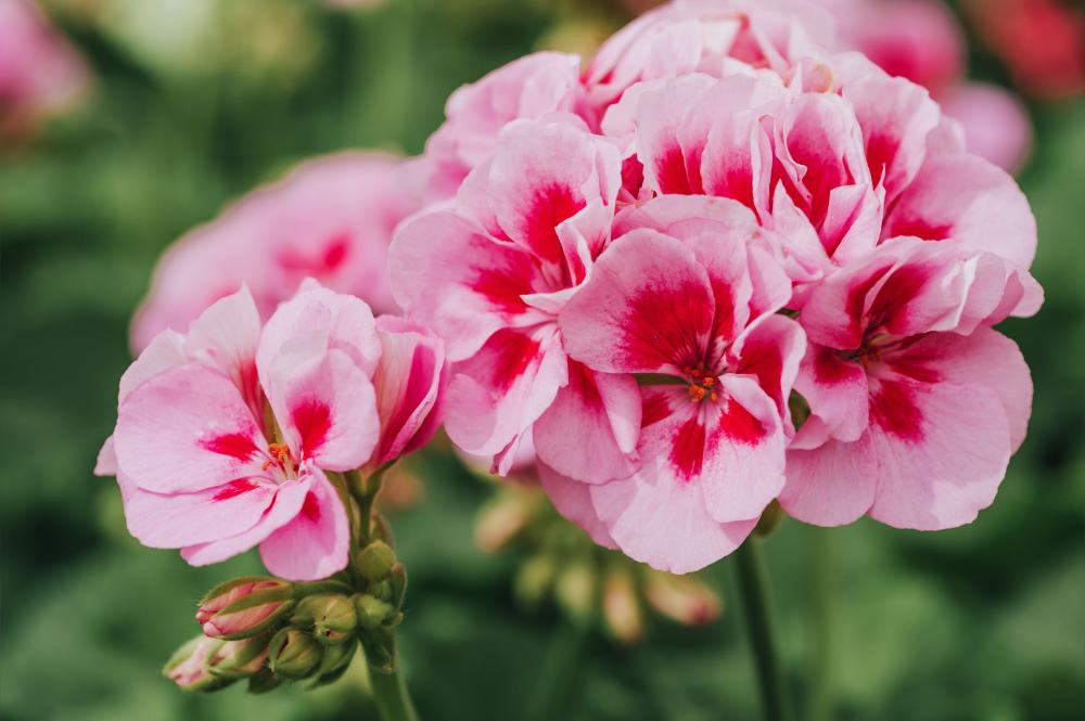 geranium